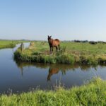 A horse in a meadow in the Dutch countryside