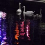 Swans in the Red Light District