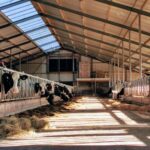 Cows in a barn on a Countryside Tour