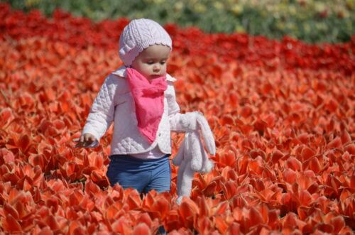 A toddler waking among the tulips on my Private Amsterdam Tulip Tour