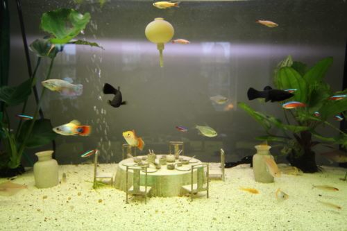 A product from Droog Design of a miniature restaurant table in a fish tank