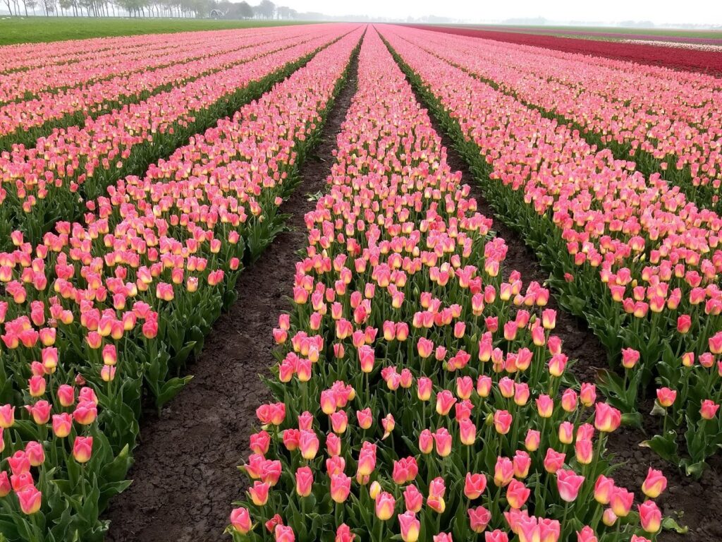 A field of Tompuce tulips during the priavte Keukenhof tulip tour