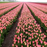 Field of Tompouce tulips on a Private Keukenhof Tulip Tour