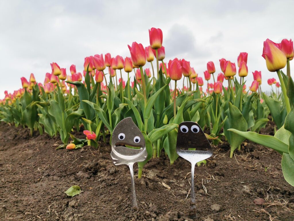 Our cheese slicer with googly eyes mascots in a tulip field