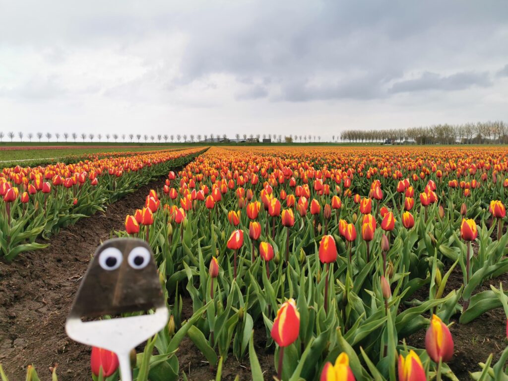 Our cheese slicer with googly eyes mascots in a tulip field