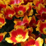 Fringed tulip closeup on a Private Keukenhof Tulip Tour