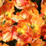 Orange parrot tulip closeup