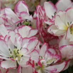 Close up of an exotic tulip on a Private Keukenhof Tulip Tour