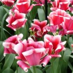 Close up of exotic tulips at Keukenhof Gardens