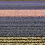 Field of hyacinths on a Private Keukenhof Tulip Tour