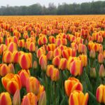 Tulip Fields near Keukenhof on a Private Keukenhof Tulip Tour