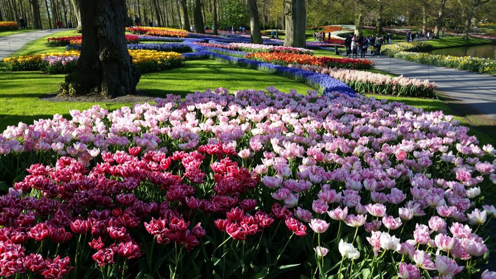 Flower beds at keueknhof Gardens on a Private Keukenhof Tulip Tour