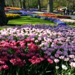 Flower beds at keueknhof Gardens