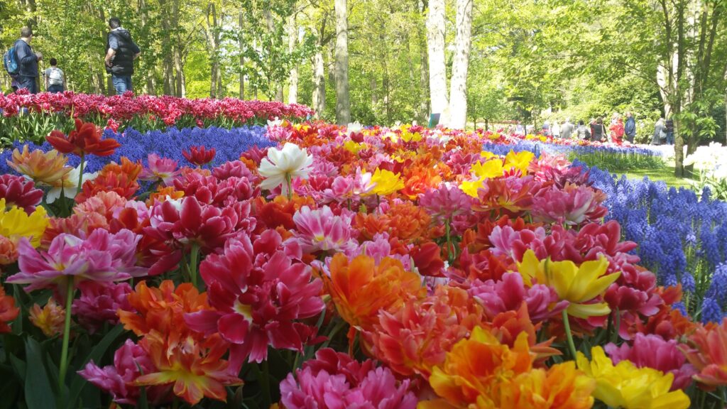 Flowers at Keukenhof Gardens on a Private Keukenhof Tulip Tour