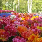 Flowers at Keukenhof Gardens on a Private Keukenhof Tulip Tour