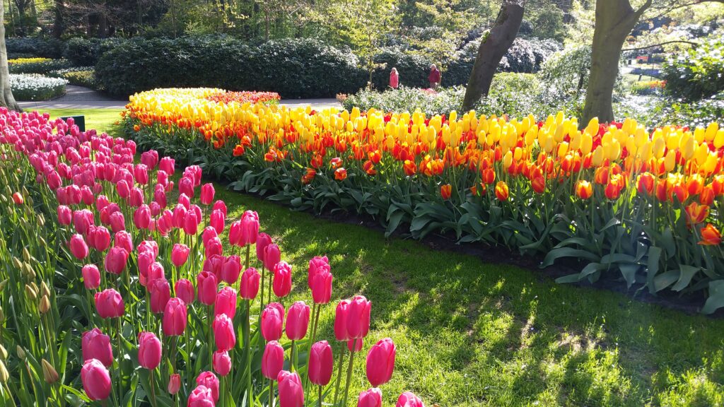 Keukenhof Gardens flower beds on a Private Keukenhof Tulip Tour