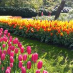 Keukenhof Gardens flower beds on a Private Keukenhof Tulip Tour