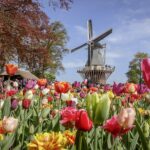 Windmill at Keukenhof Gardens