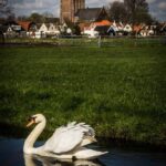 Swan in a waterway near Ransdorp on a Countryside Tour