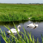 Swans in the countryside on a Private Amsterdam Windmill Tour