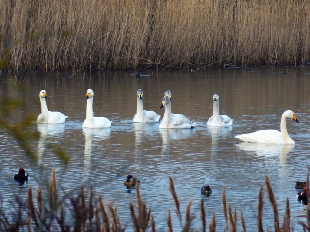 Swans in a pond in the Waterleidingduinen where Amsterdam's driking water comes from.