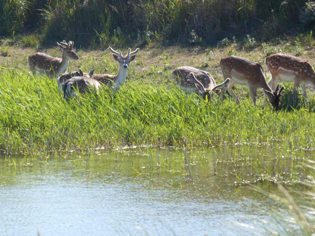 Deer in the grass by a pond in the Waterleidingduinen where Amsterdam's driking water comes from.