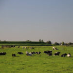 Cows in a field behind the dike on a Private Amsterdam Windmill Tour