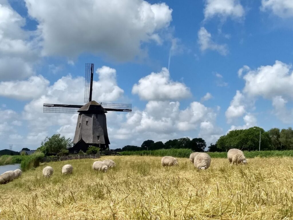 Windmill visited with our Amsterdam Private Guide