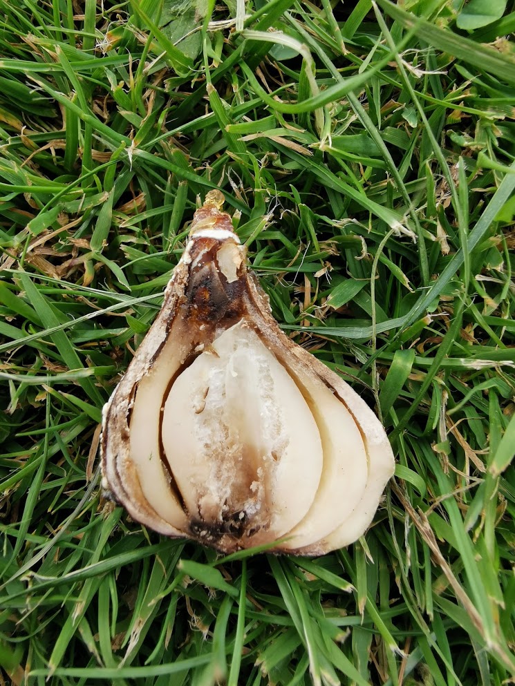 Showing the inside of a diseased tulip bulb during the Private Keukenhof Tulip Tour