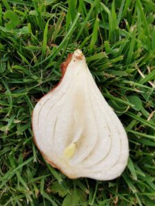 Showing the inside of a healthy tulip bulb during the Private Keukenhof Tulip Tour