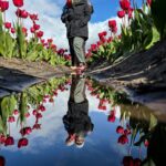 A reflection photo of a couple in the tulip fields