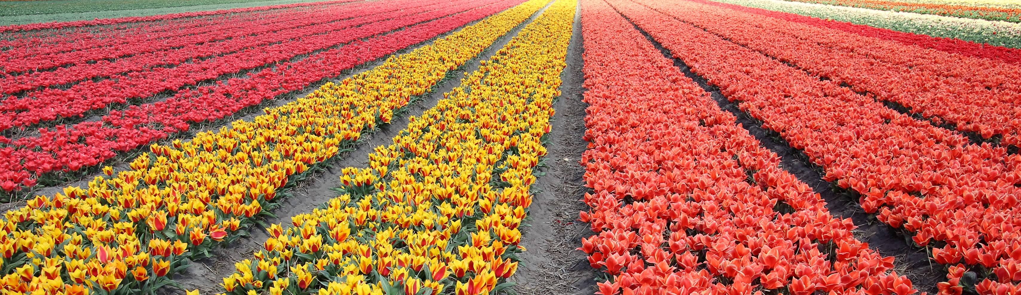 History of Dutch tulips